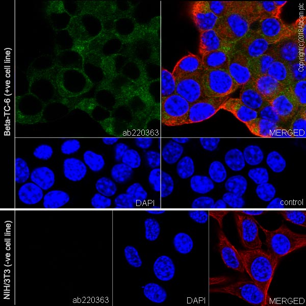Immunocytochemistry/ Immunofluorescence - Anti-PC1/3 antibody [EPR21908] - BSA and Azide free (ab233397), expandable thumbnail