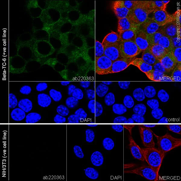 Immunocytochemistry/ Immunofluorescence - Anti-PC1/3 antibody [EPR21908] - BSA and Azide free (AB233397)