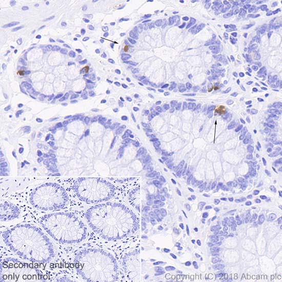 Immunohistochemistry (Formalin/PFA-fixed paraffin-embedded sections) - Anti-PC1/3 antibody [EPR21908] - BSA and Azide free (AB233397), expandable thumbnail