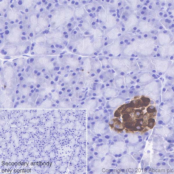 Immunohistochemistry (Formalin/PFA-fixed paraffin-embedded sections) - Anti-PC1/3 antibody [EPR21908] - BSA and Azide free (AB233397), expandable thumbnail