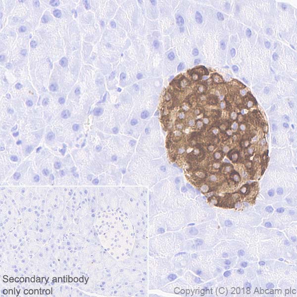 Immunohistochemistry (Formalin/PFA-fixed paraffin-embedded sections) - Anti-PC1/3 antibody [EPR21908] - BSA and Azide free (AB233397), expandable thumbnail