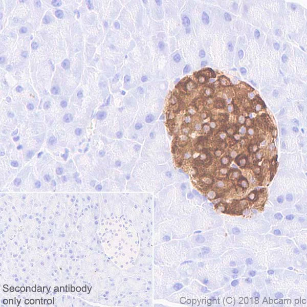 Immunohistochemistry (Formalin/PFA-fixed paraffin-embedded sections) - Anti-PC1/3 antibody [EPR21908] - BSA and Azide free (AB233397)