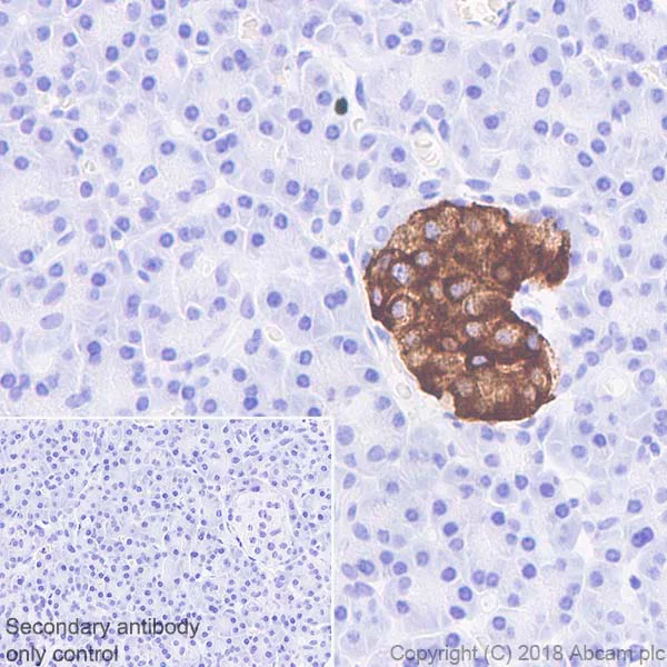 Immunohistochemistry (Formalin/PFA-fixed paraffin-embedded sections) - Anti-PC1/3 antibody [EPR21908] - BSA and Azide free (AB233397)