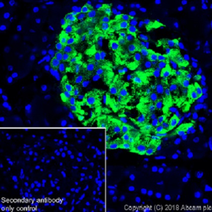Immunohistochemistry (Frozen sections) - Anti-PC1/3 antibody [EPR21908] - BSA and Azide free (AB233397), expandable thumbnail