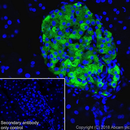 Immunohistochemistry (Frozen sections) - Anti-PC1/3 antibody [EPR21908] - BSA and Azide free (AB233397), expandable thumbnail