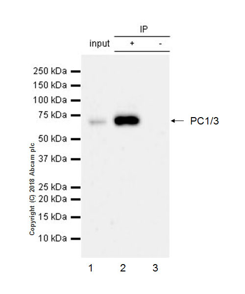 Immunoprecipitation - Anti-PC1/3 antibody [EPR21908] - BSA and Azide free (ab233397), expandable thumbnail