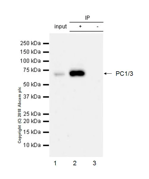 Immunoprecipitation - Anti-PC1/3 antibody [EPR21908] - BSA and Azide free (AB233397)