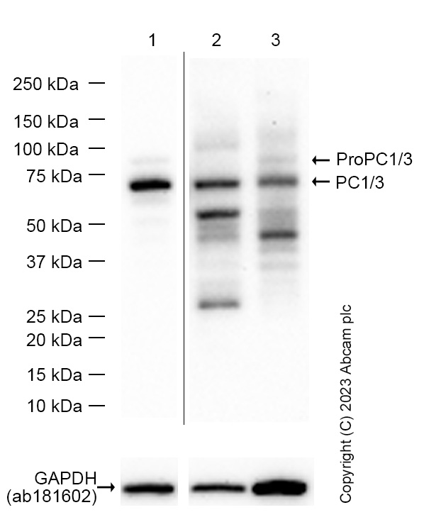 Western blot - Anti-PC1/3 antibody [EPR21908] - BSA and Azide free (ab233397), expandable thumbnail