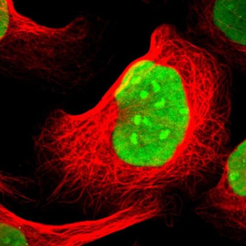 Immunocytochemistry/ Immunofluorescence - Anti-PC4 antibody (AB244248), expandable thumbnail
