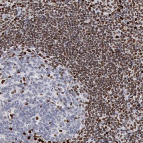 Immunohistochemistry (Formalin/PFA-fixed paraffin-embedded sections) - Anti-PC4 antibody (AB244248), expandable thumbnail