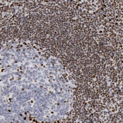 Immunohistochemistry (Formalin/PFA-fixed paraffin-embedded sections) - Anti-PC4 antibody (AB244248)