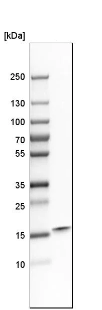 Western blot - Anti-PC4 antibody (AB244248)