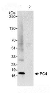 Immunoprecipitation - Anti-PC4 antibody (AB72132), expandable thumbnail