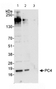 Western blot - Anti-PC4 antibody (AB72132), expandable thumbnail