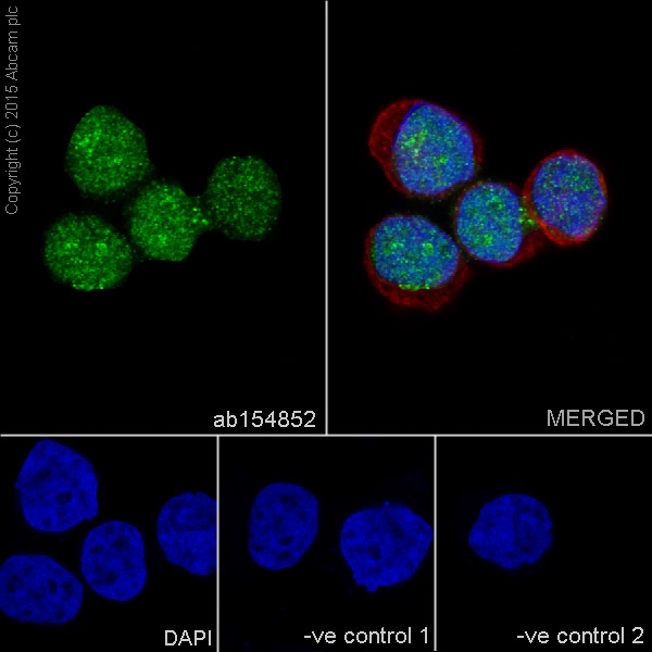 Immunocytochemistry/ Immunofluorescence - Anti-PC4 antibody [EPR9281] (AB154852), expandable thumbnail