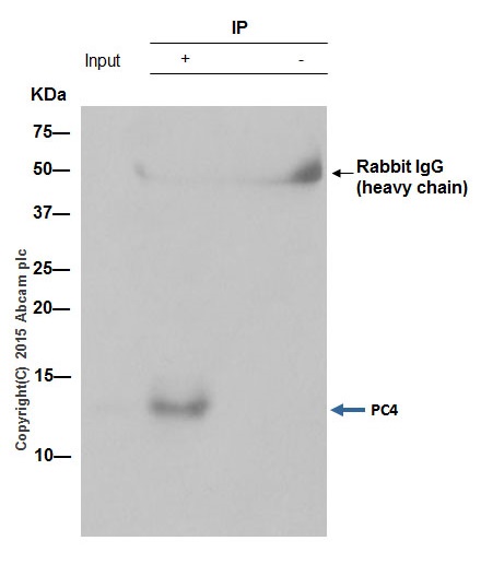 Immunoprecipitation - Anti-PC4 antibody [EPR9281] (AB154852), expandable thumbnail