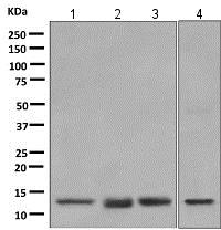 Western blot - Anti-PC4 antibody [EPR9281] (AB154852), expandable thumbnail