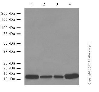 Western blot - Anti-PC4 antibody [EPR9281] (AB154852), expandable thumbnail