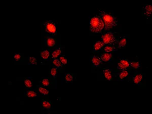 Immunocytochemistry/ Immunofluorescence - Anti-PC4 antibody [EPR9281] - BSA and Azide free (AB249154)
