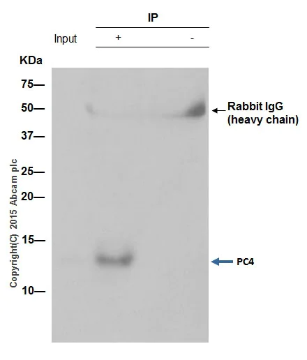 Immunoprecipitation - Anti-PC4 antibody [EPR9281] - BSA and Azide free (AB249154)
