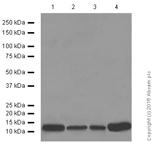 Western blot - Anti-PC4 antibody [EPR9281] - BSA and Azide free (AB249154)