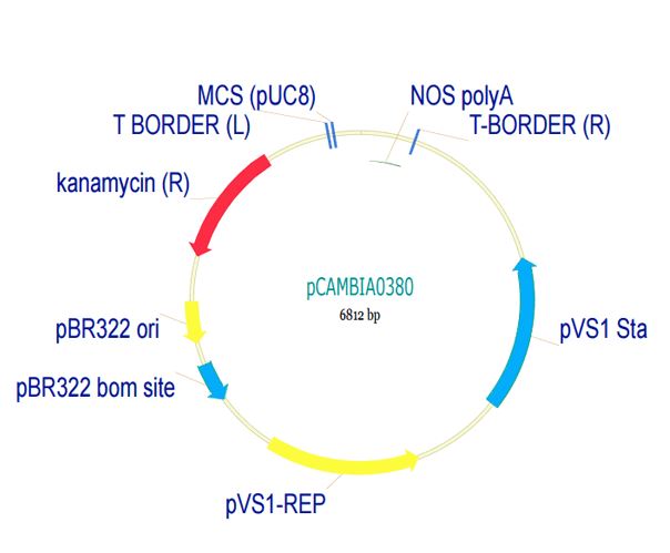 Vector - pCambia0380 Plant Expression Vector (AB275761), expandable thumbnail