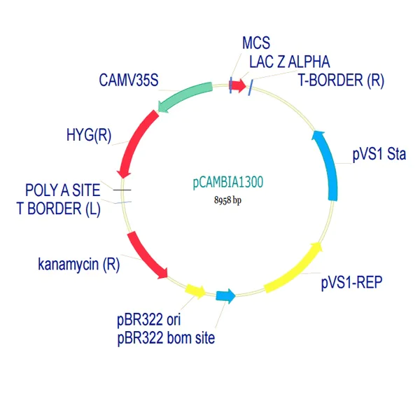 pCambia1300 Plant Expression Vector (ab275754) | Abcam
