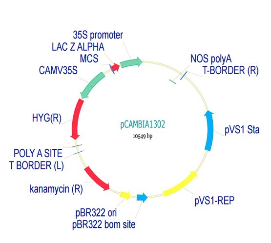 Vector - pCambia1302 Plant Expression Vector (AB275760)