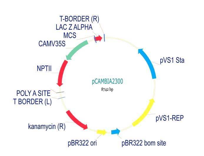 Vector - pCambia2300 Plant Expression Vector (AB275758), expandable thumbnail