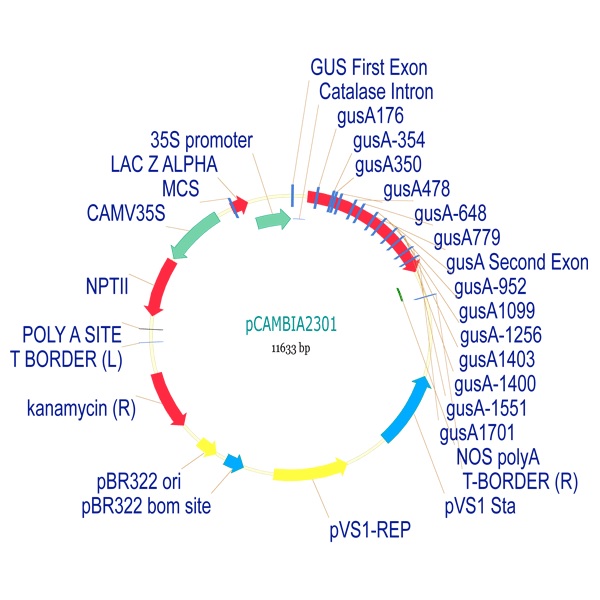 Vector - pCambia2301 Plant Expression Vector (AB275755)