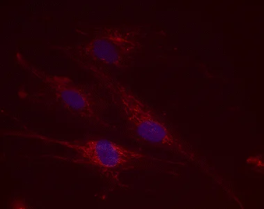 Immunocytochemistry/ Immunofluorescence - Anti-PCB antibody [10G7BF7] (AB123451)