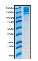 Immunoprecipitation - Anti-PCB antibody [3H2AD9] (AB110314), expandable thumbnail