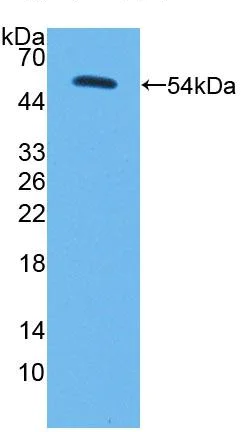 Western blot - Anti-PCB antibody (AB233106)
