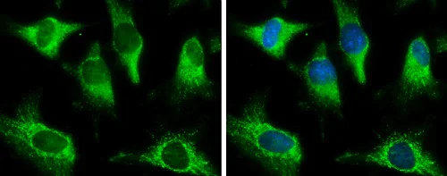 Immunocytochemistry/ Immunofluorescence - Anti-PCB antibody - C-terminal (AB229266)