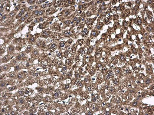 Immunohistochemistry (Formalin/PFA-fixed paraffin-embedded sections) - Anti-PCB antibody - C-terminal (AB229266)