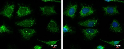 Immunocytochemistry/ Immunofluorescence - Anti-PCB antibody - C-terminal (AB229267)