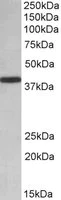 Western blot - Anti-PCBP1 antibody (AB109577)