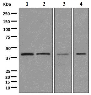 Western blot - Anti-PCBP1 antibody [EPR11049(B)] (AB168377), expandable thumbnail