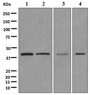 Western blot - Anti-PCBP1 antibody [EPR11049(B)] (AB168377)