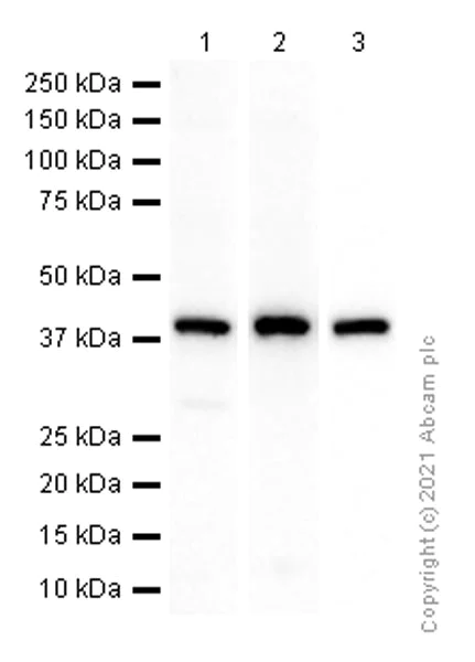 Western blot - Anti-PCBP1 antibody [EPR11055] (AB168378)