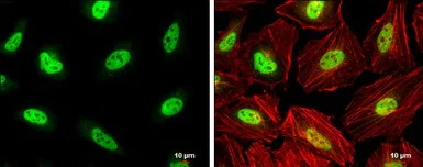 Immunocytochemistry/ Immunofluorescence - Anti-PCBP2/hnRNP E2 antibody (AB154245)