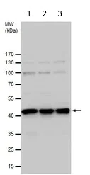 Western blot - Anti-PCBP2/hnRNP E2 antibody (AB154245)