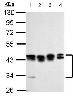 Western blot - Anti-PCBP2/hnRNP E2 antibody (AB154245), expandable thumbnail