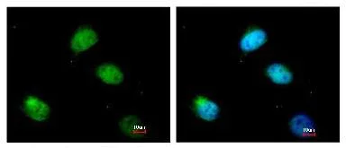 Immunocytochemistry/ Immunofluorescence - Anti-PCBP2/hnRNP E2 antibody (AB95942)
