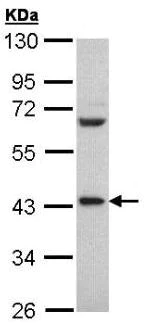 Western blot - Anti-PCBP2/hnRNP E2 antibody (AB95942)