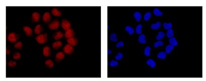 Immunocytochemistry/ Immunofluorescence - Anti-PCBP2/hnRNP E2 antibody [EPR14858] (AB184962), expandable thumbnail