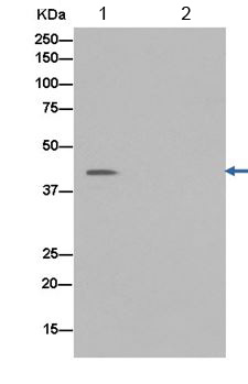 Immunoprecipitation - Anti-PCBP2/hnRNP E2 antibody [EPR14858] (AB184962), expandable thumbnail