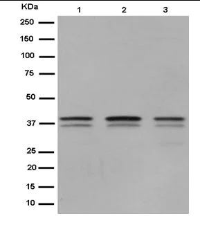 Western blot - Anti-PCBP2/hnRNP E2 antibody [EPR14858] (AB184962)