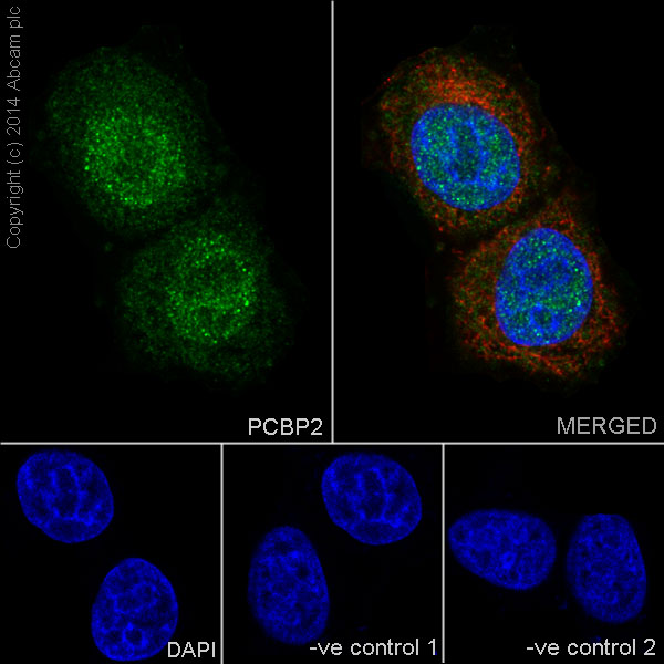 Immunocytochemistry/ Immunofluorescence - Anti-PCBP2/hnRNP E2 antibody [EPR14859(2)] - BSA and Azide free (ab251324), expandable thumbnail