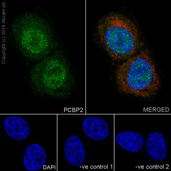 Immunocytochemistry/ Immunofluorescence - Anti-PCBP2/hnRNP E2 antibody [EPR14859(2)] - BSA and Azide free (AB251324)